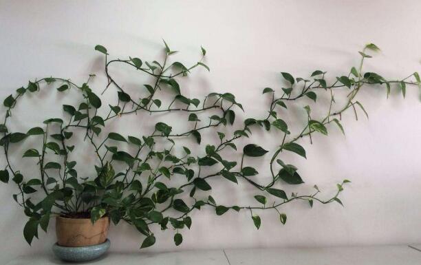 1576045365286113.jpg QQ截圖20191211111642.jpg